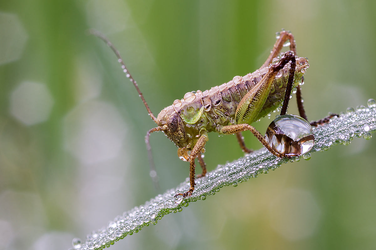 Wet Grasshopper Poster och Canvastavla
