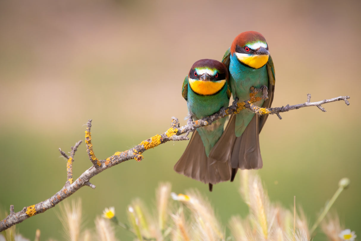 Grouchy birds! Poster och Canvastavla