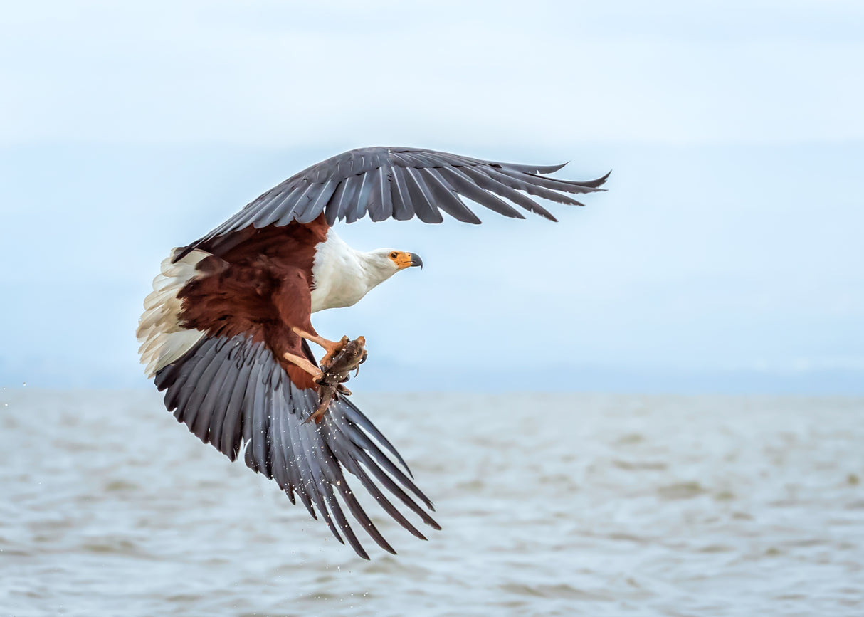 African Fish Eagle Poster och Canvastavla