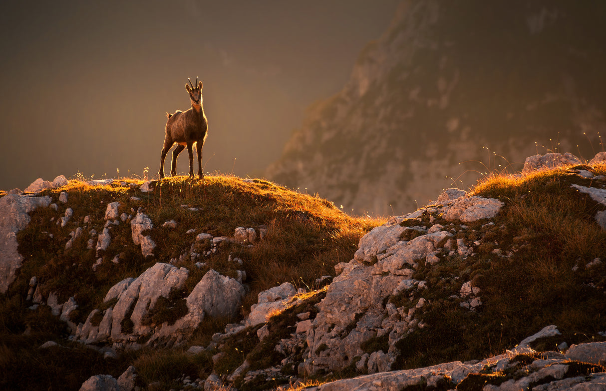 Mountain goat Poster och Canvastavla