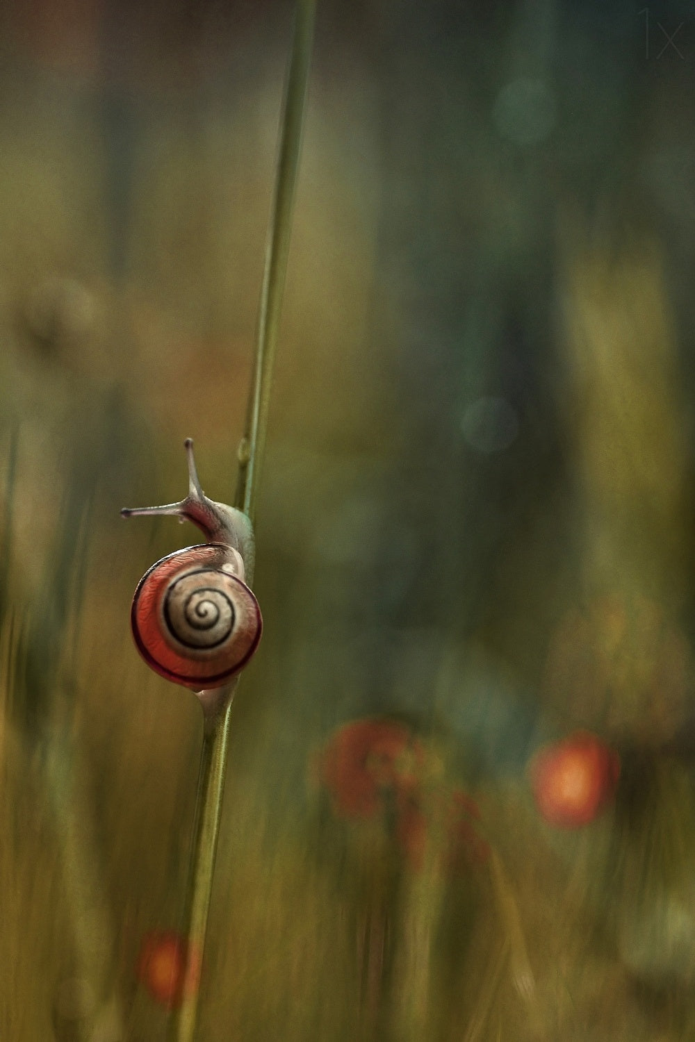 The Discovery of Slowness Poster och Canvastavla