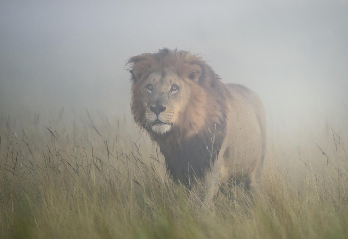 King in the mist Poster och Canvastavla