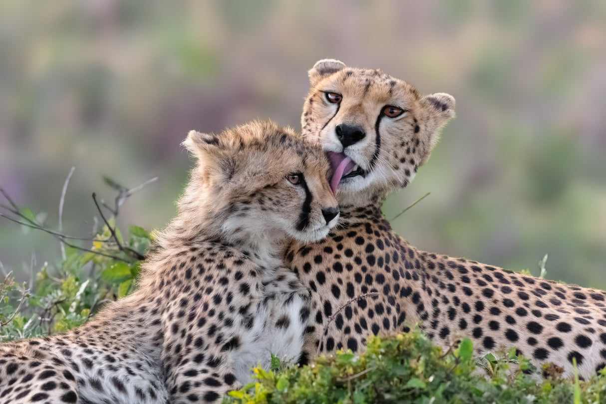 Motherly love Poster och Canvastavla