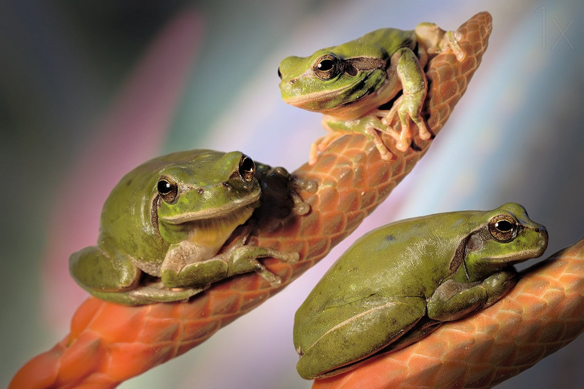 Treefrogs Poster och Canvastavla