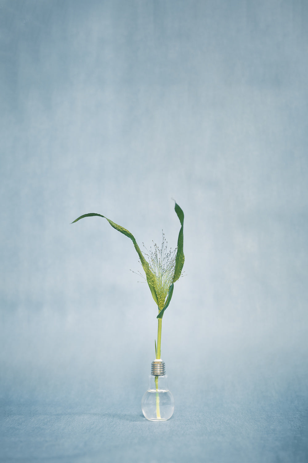 grass in the blue Poster och Canvastavla