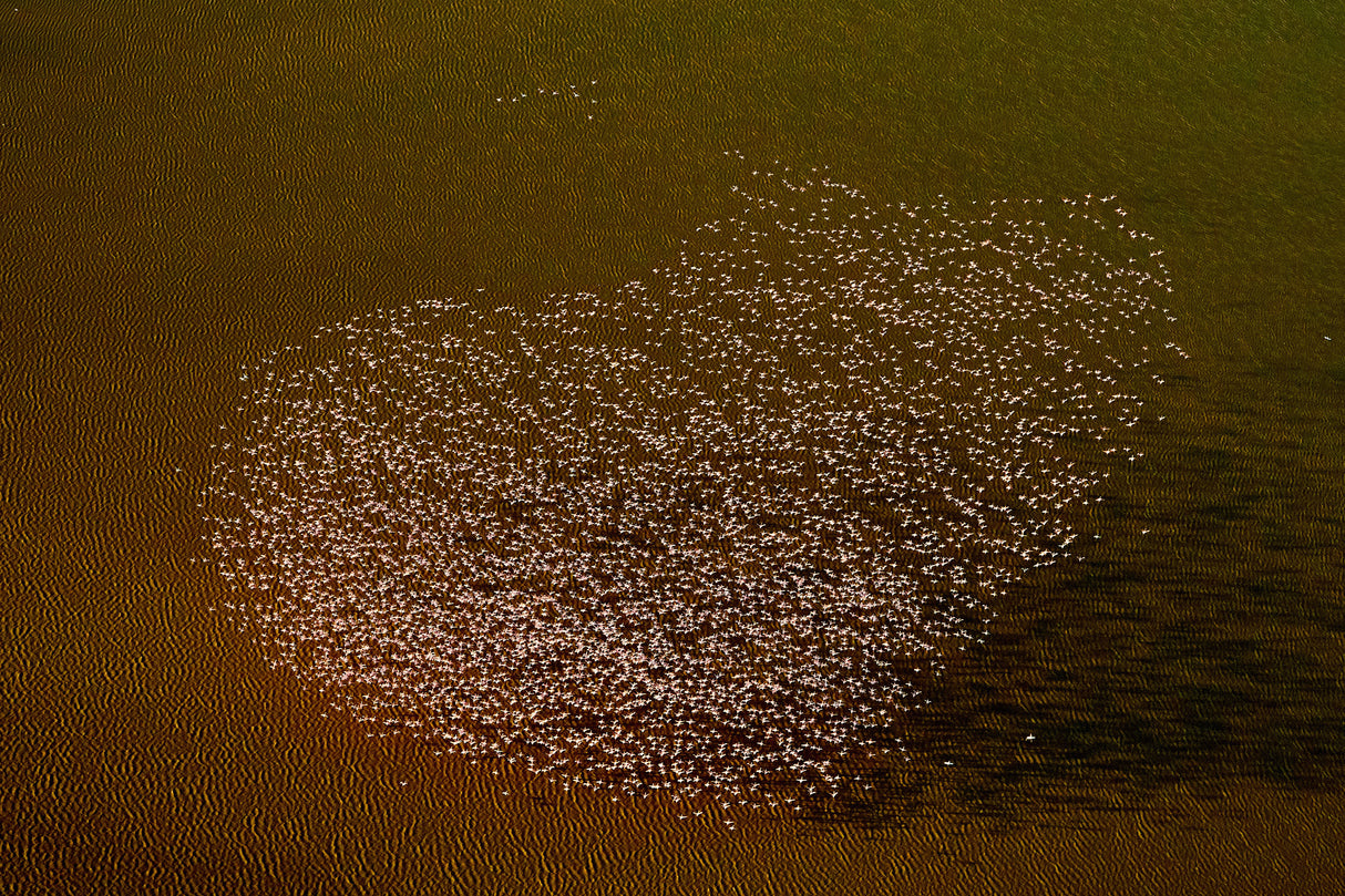 Love of Flamingoes Poster och Canvastavla