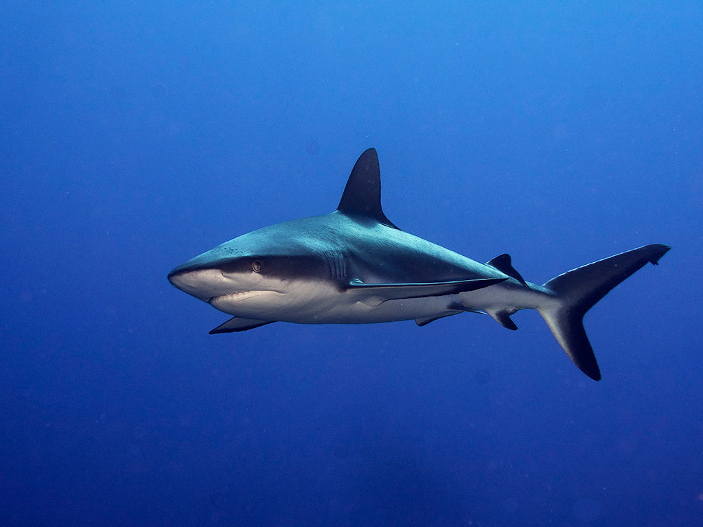 Grey Reef Shark (Carcharhinus amblyrhynchos) Poster och Canvastavla
