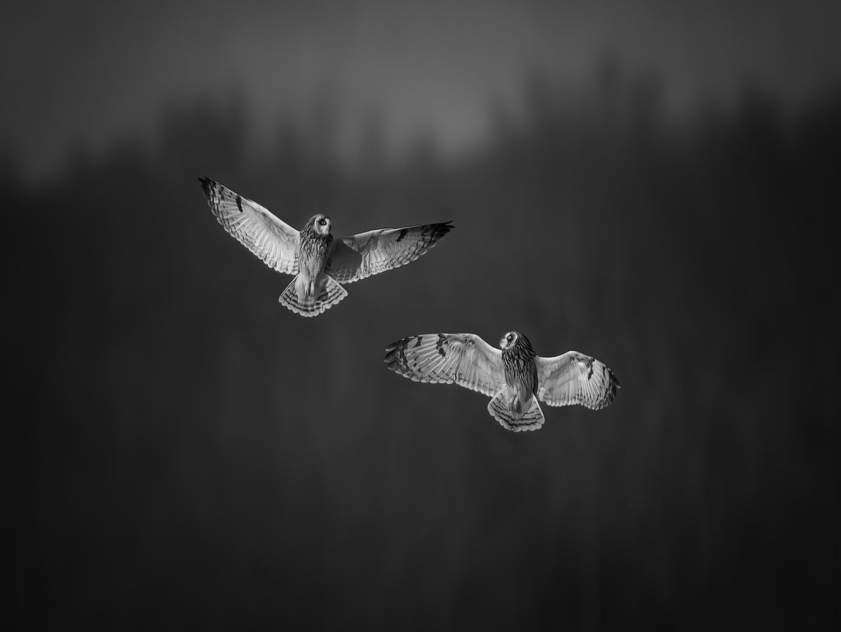 Short-Eared-Owl Play Poster och Canvastavla