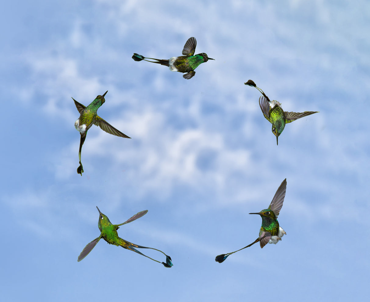 Joy of Flight Poster och Canvastavla