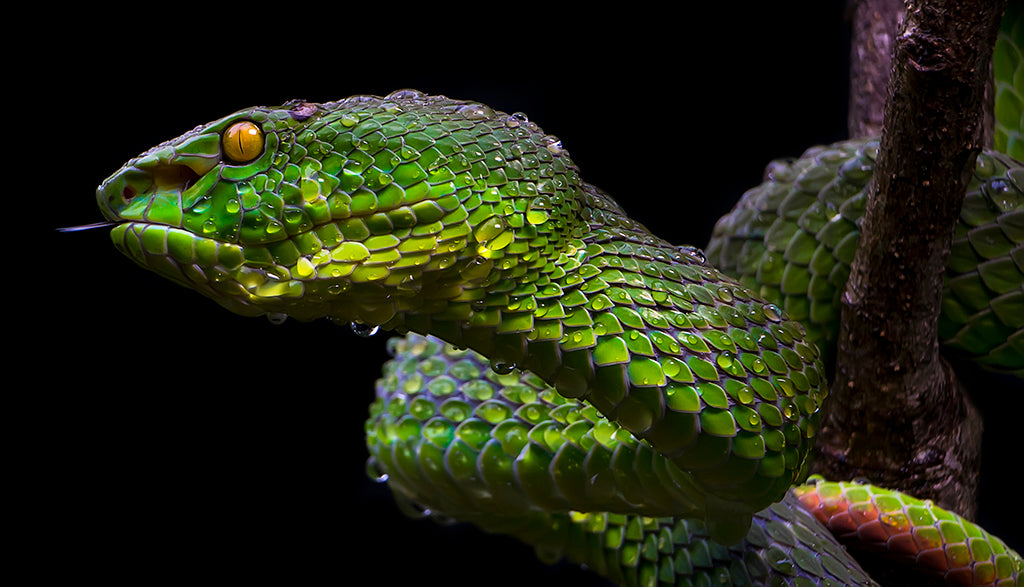Green Viper Poster och Canvastavla