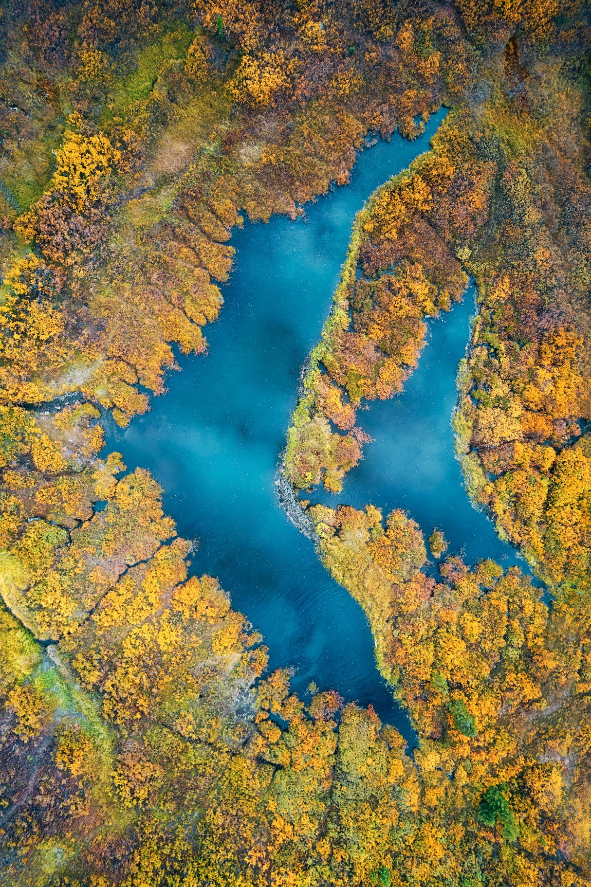 Swimming in Autumn Poster och Canvastavla