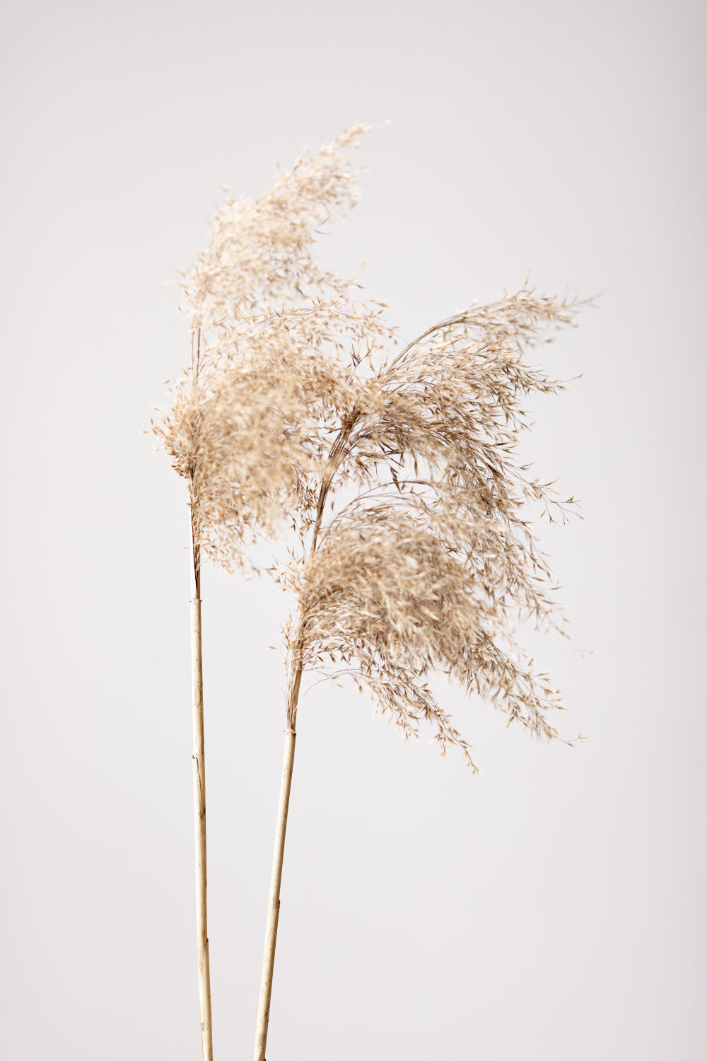 Reed Grass Grey 02 Poster och Canvastavla