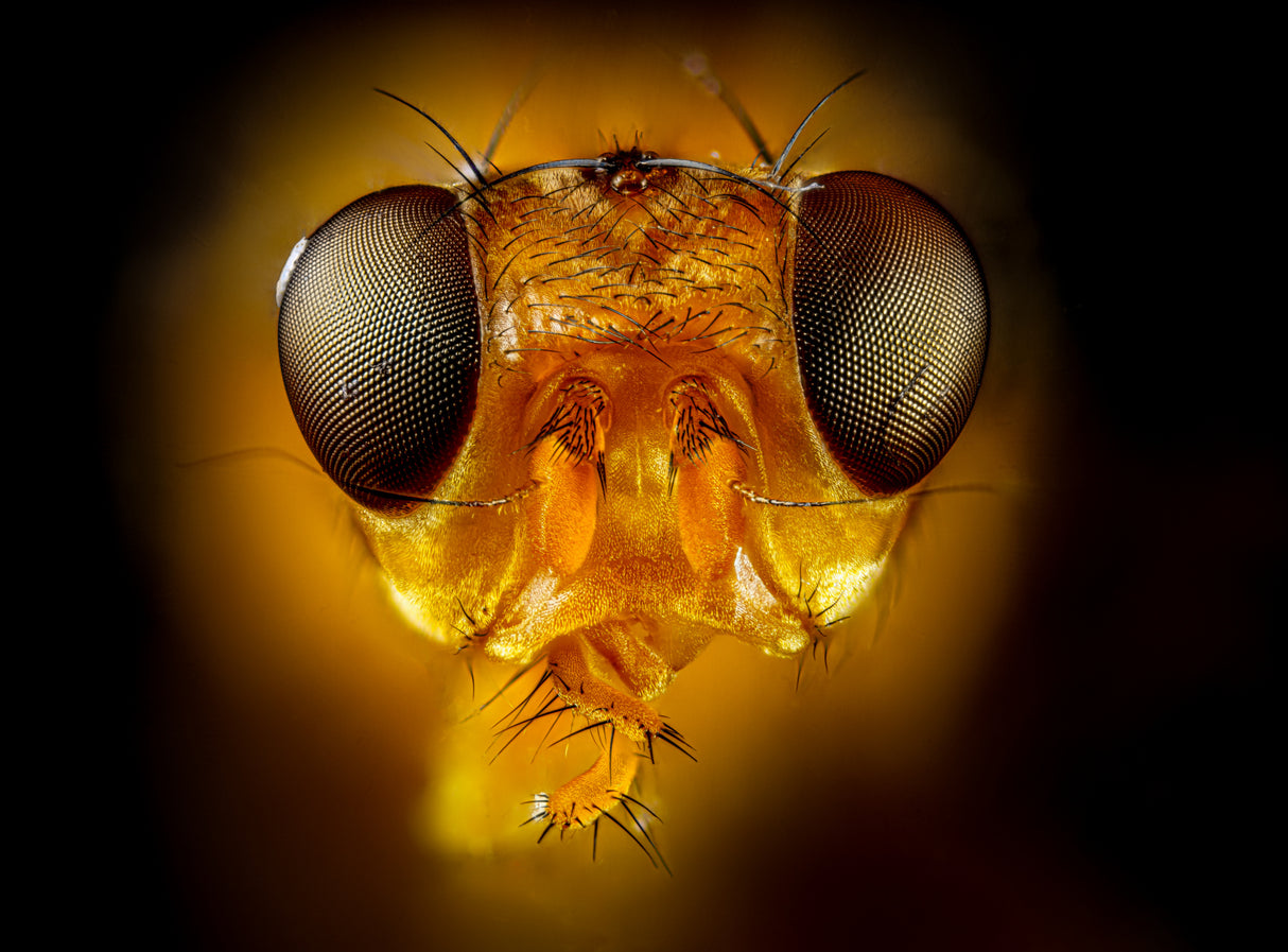 Orange Fly Poster och Canvastavla