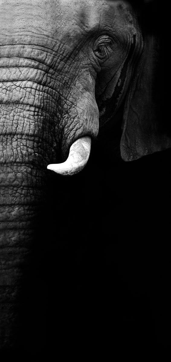 Elephant Portrait Poster och Canvastavla