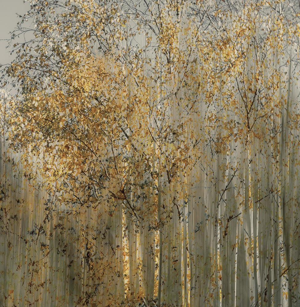 Birch impression Poster och Canvastavla