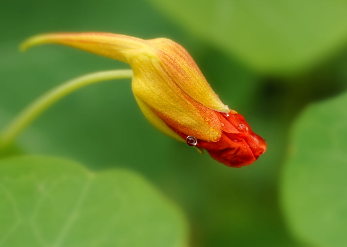 Budding Poster och Canvastavla