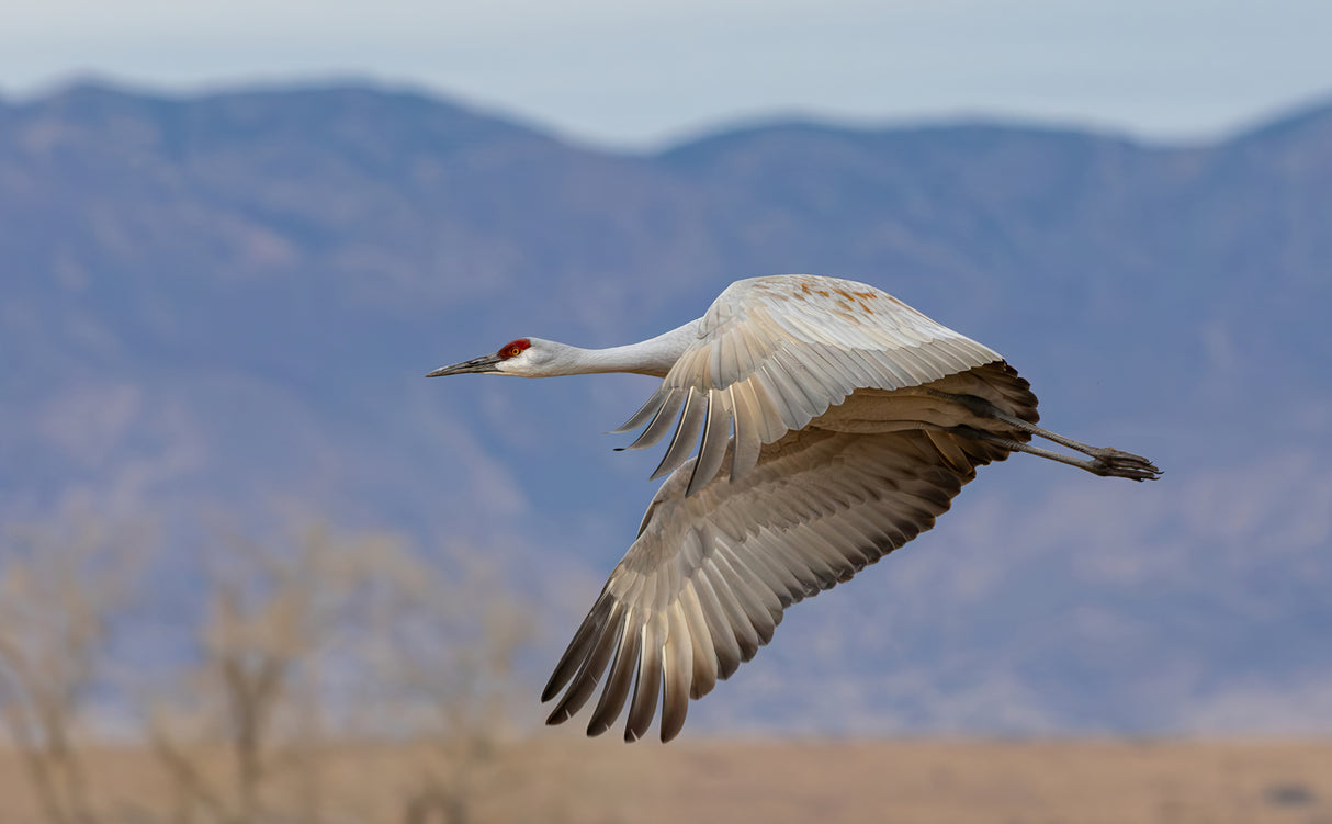 Sandhill Crane Poster och Canvastavla