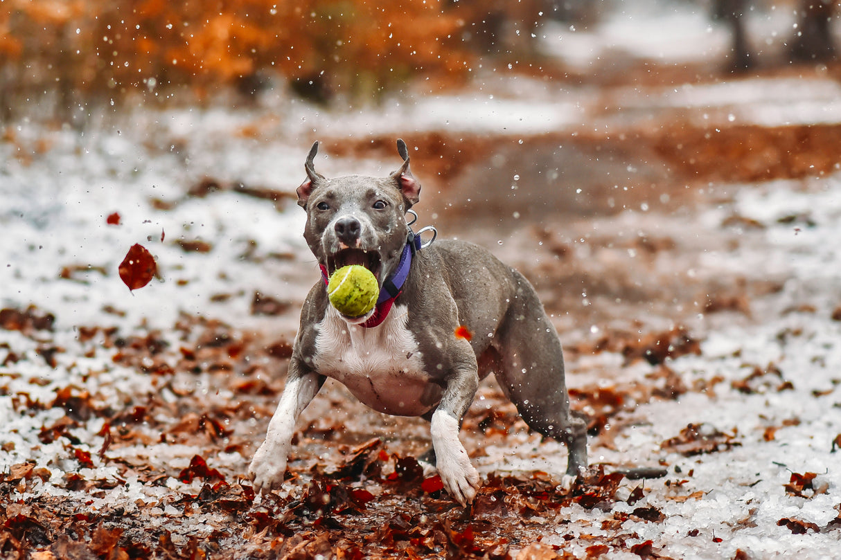 Catch the ball. Poster och Canvastavla