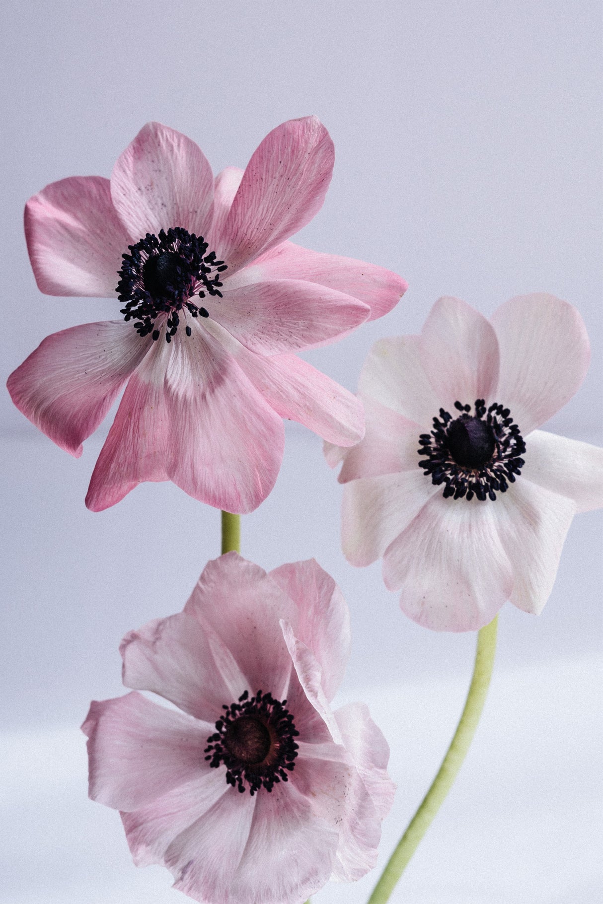 Lovely Anemones Poster och Canvastavla