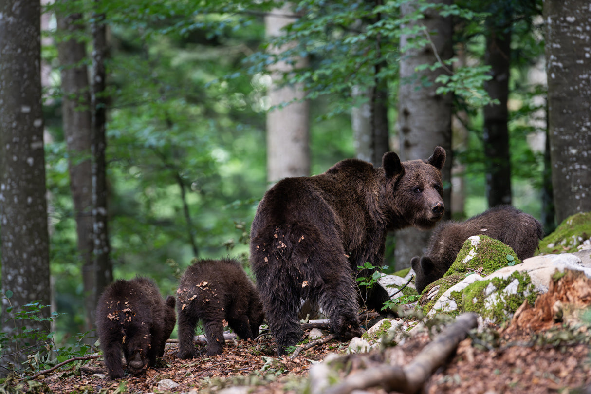 bear family Poster och Canvastavla