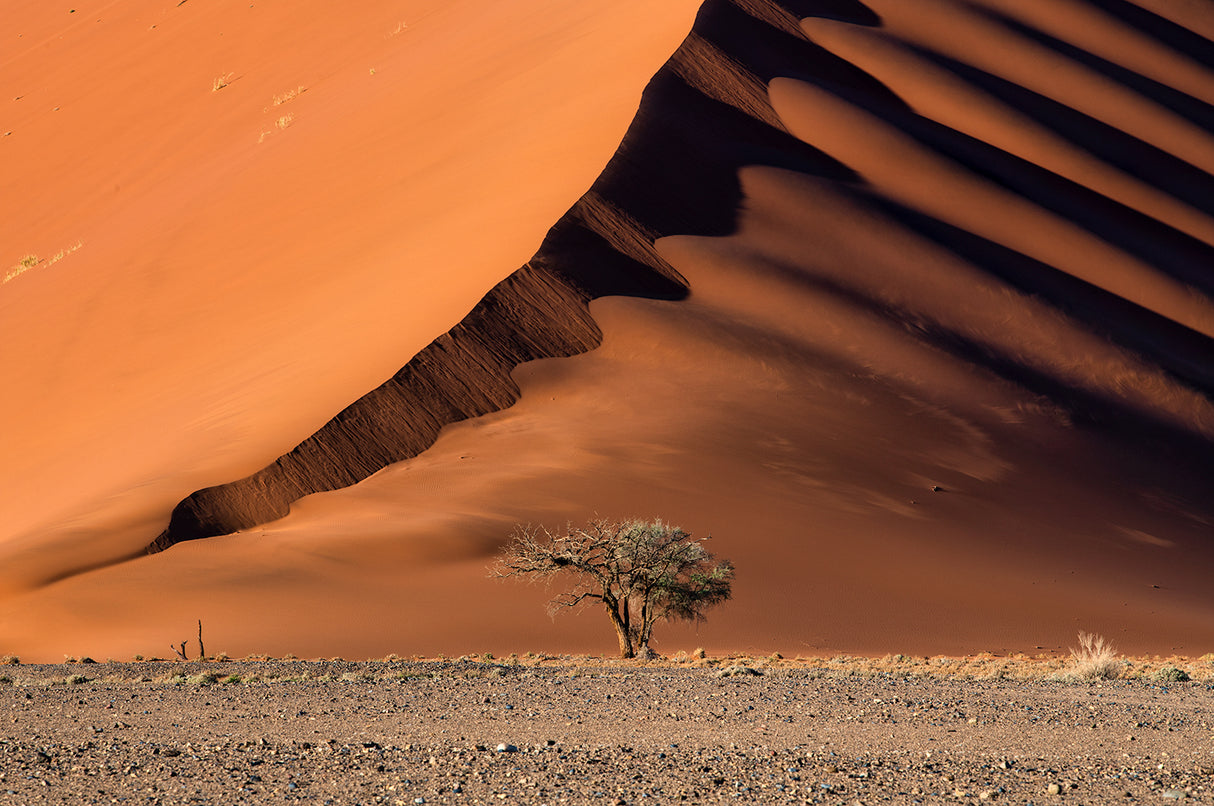 The dune and the tree Poster och Canvastavla