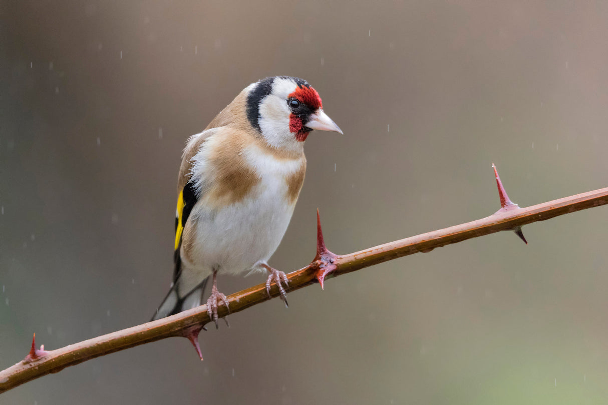 Goldfinch Poster och Canvastavla