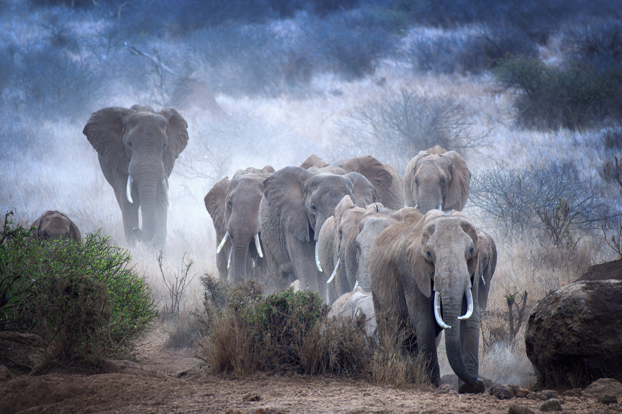 Elephants of Amboseli Poster och Canvastavla