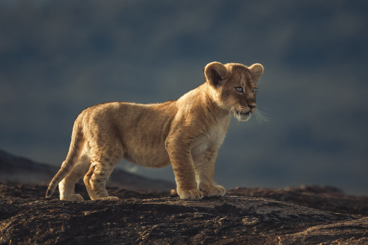 Simba Poster och Canvastavla
