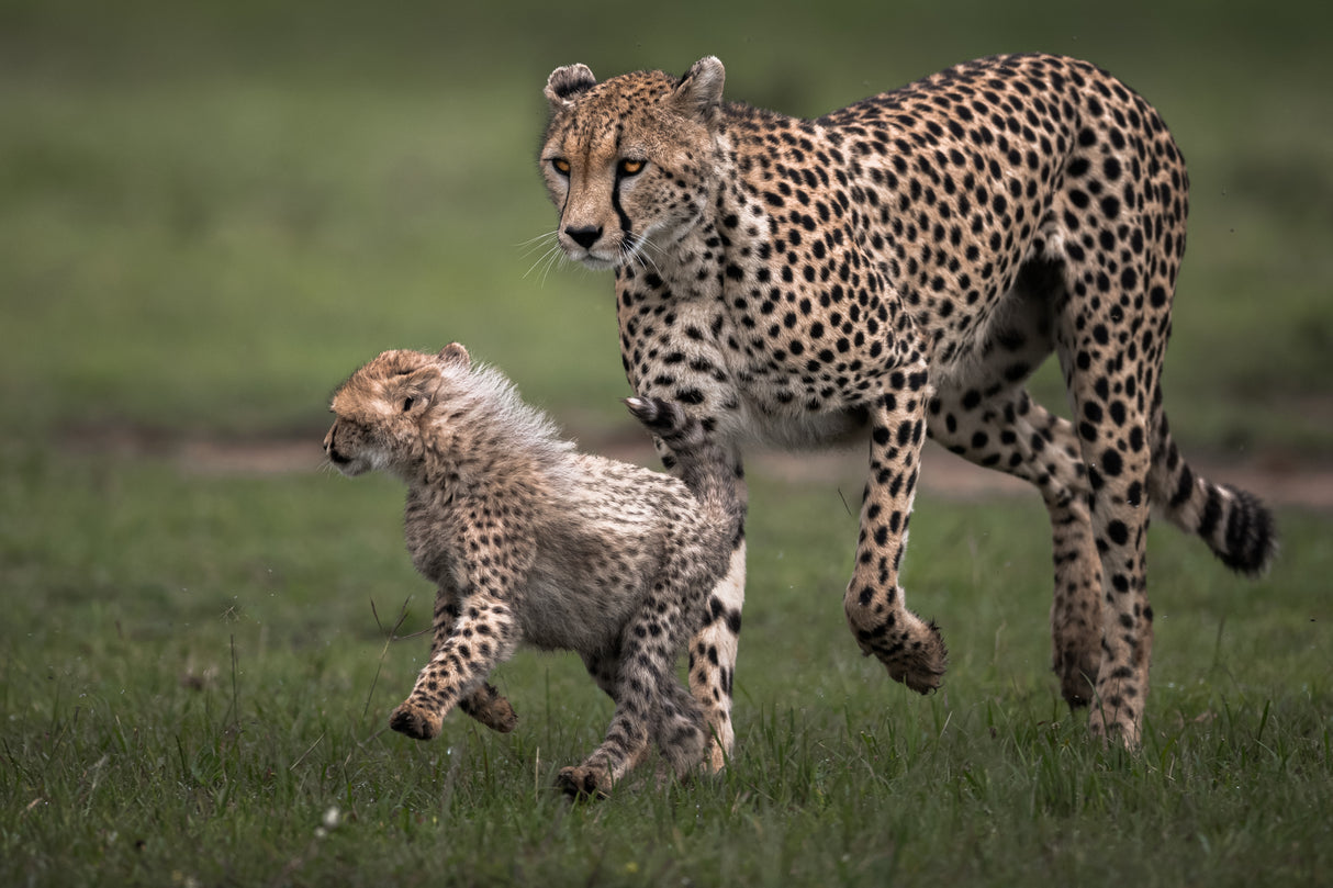 A Mother Protection Poster och Canvastavla