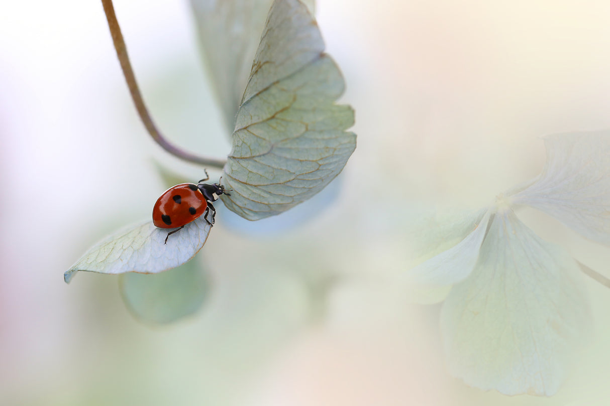 Ladybird on blue-green hydrangea Poster och Canvastavla
