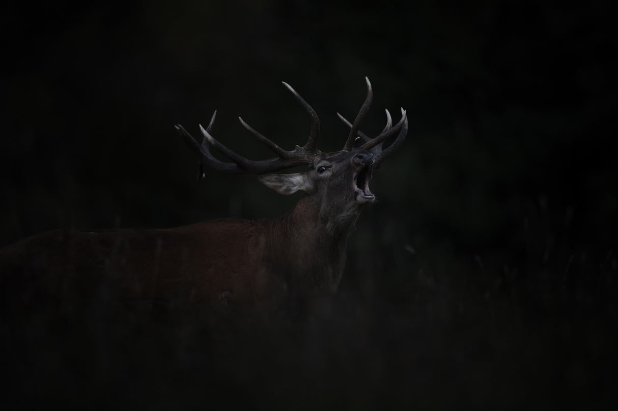 The Dark Side of the Rut Poster och Canvastavla