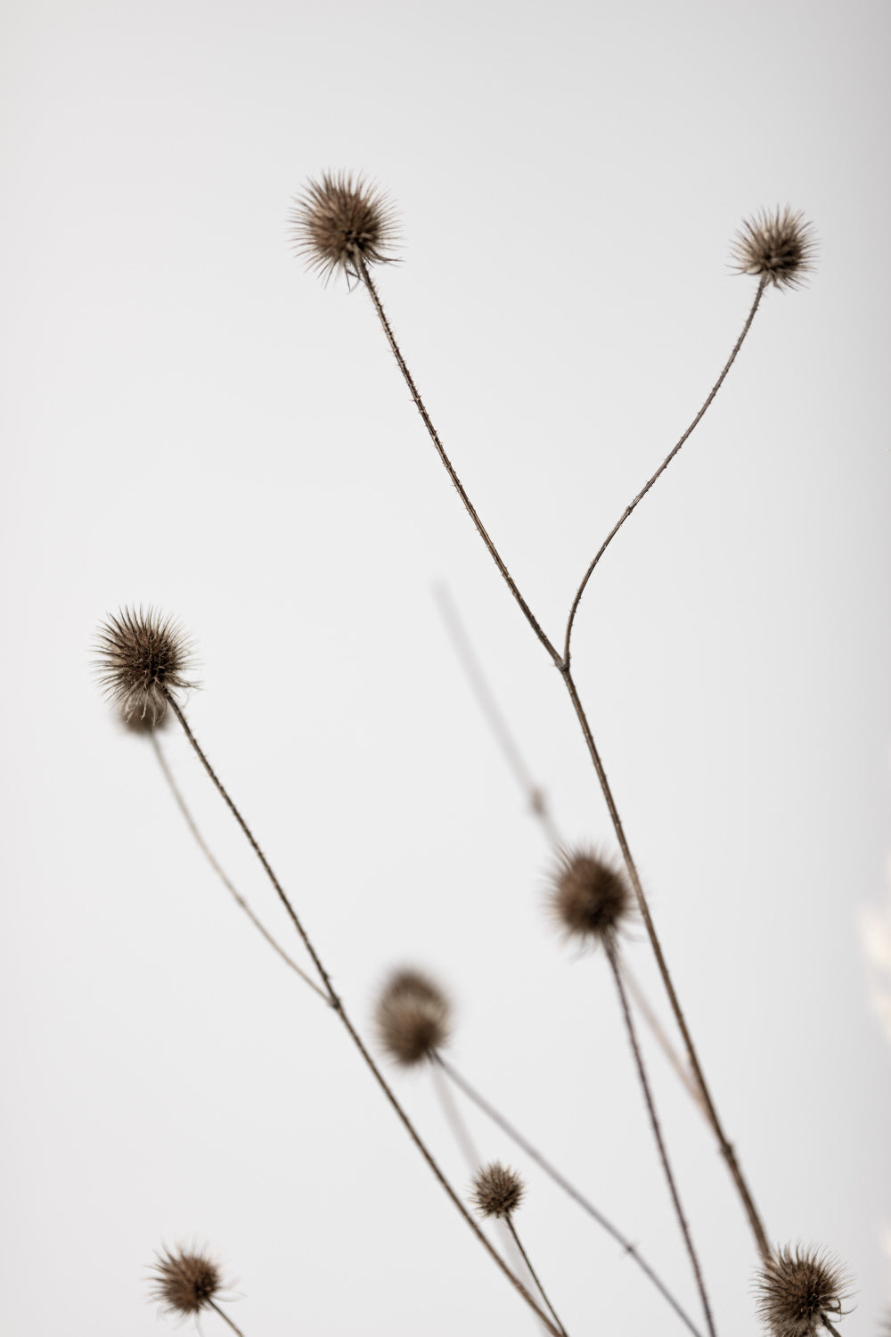 Thistle Grey 04 Poster och Canvastavla
