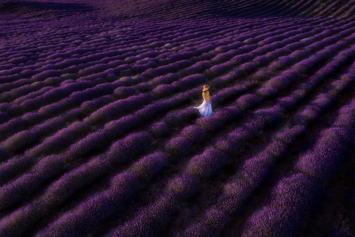 The woman in lavender Poster och Canvastavla