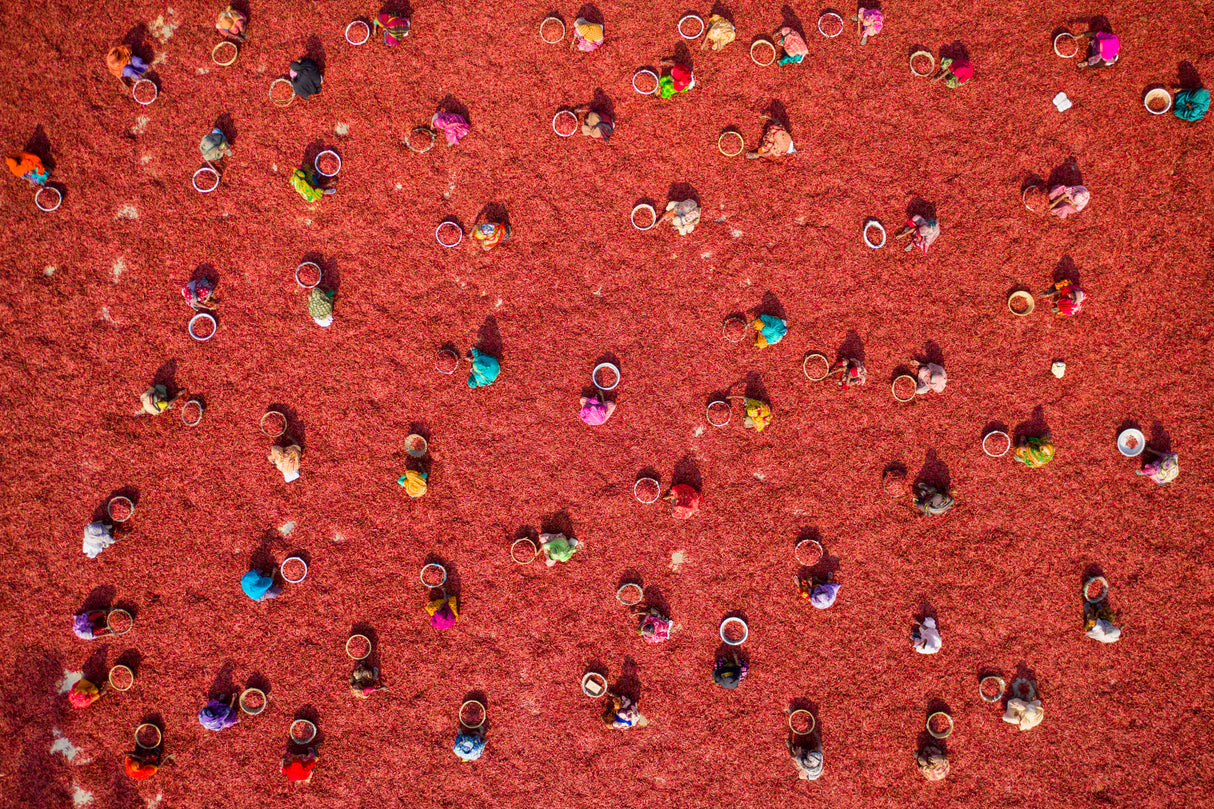 Flowers Poster och Canvastavla