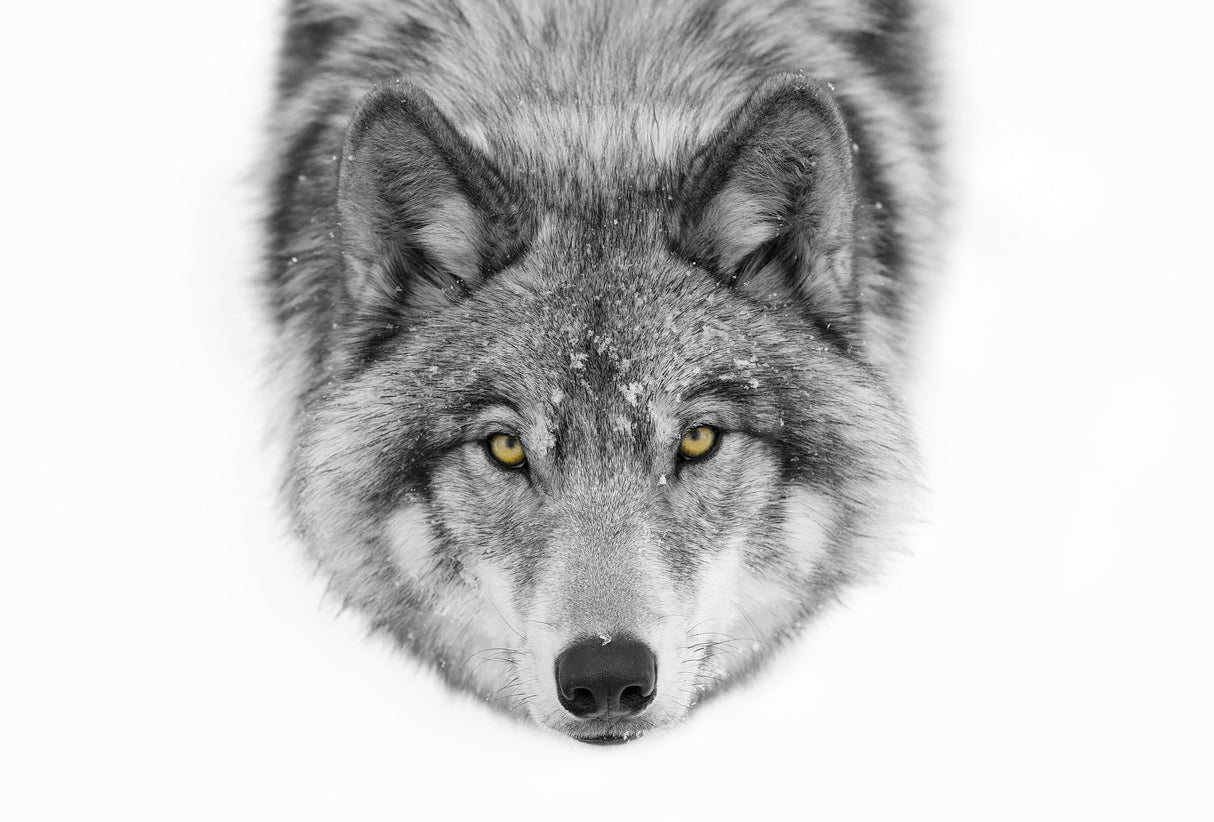 Yellow eyes - Timber Wolf Poster och Canvastavla