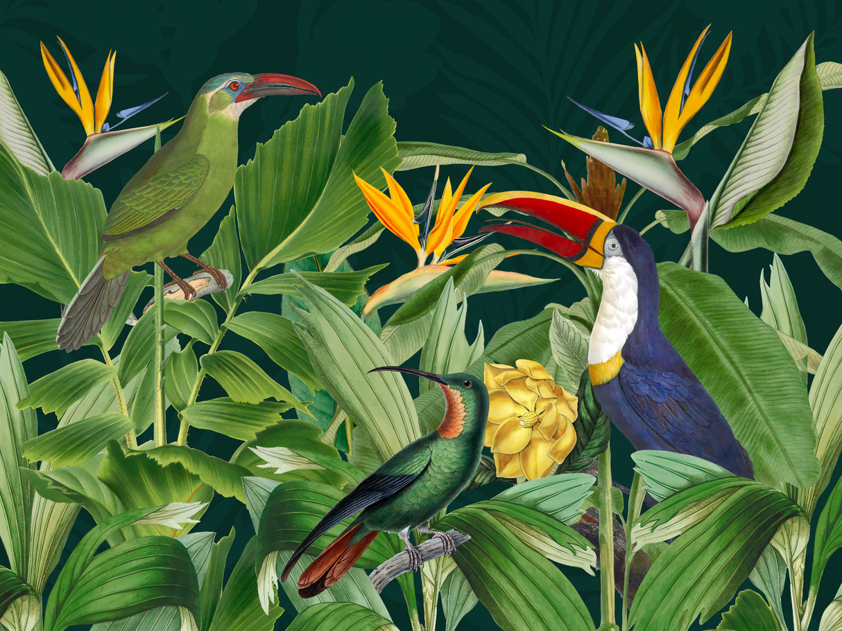 Rainforest Birds Poster och Canvastavla