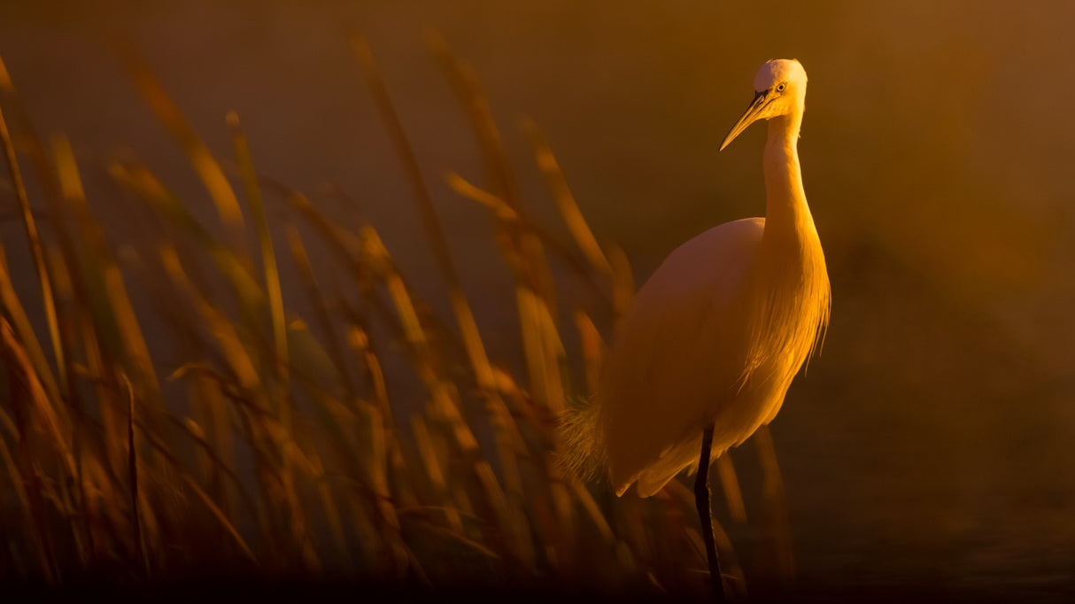 Little egret Poster och Canvastavla