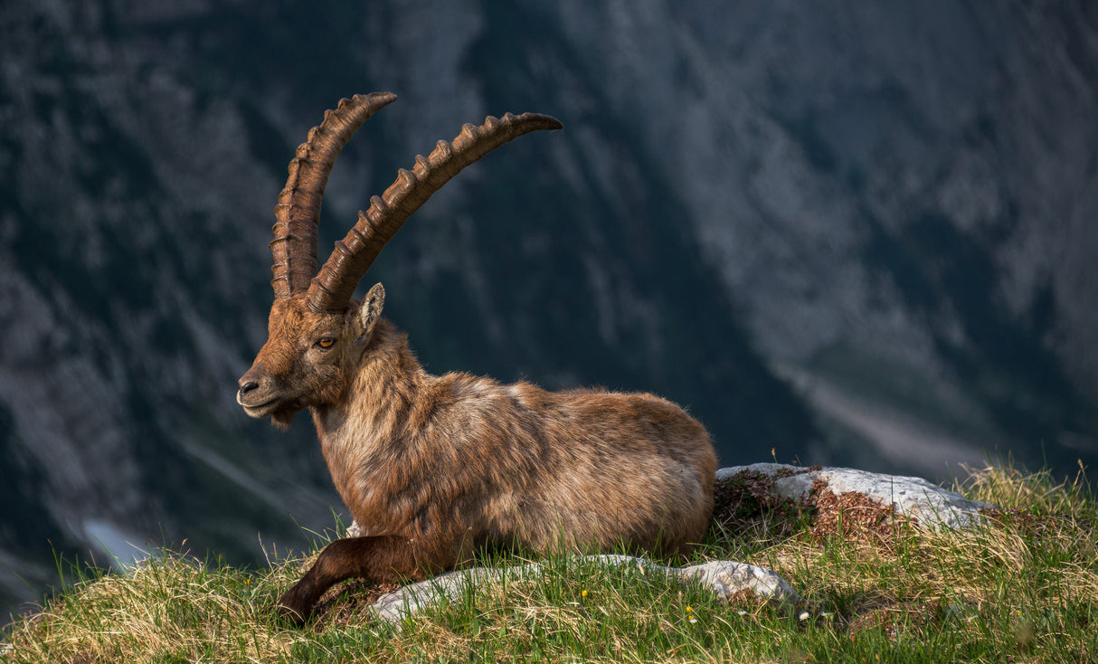 High in the mountains Poster och Canvastavla
