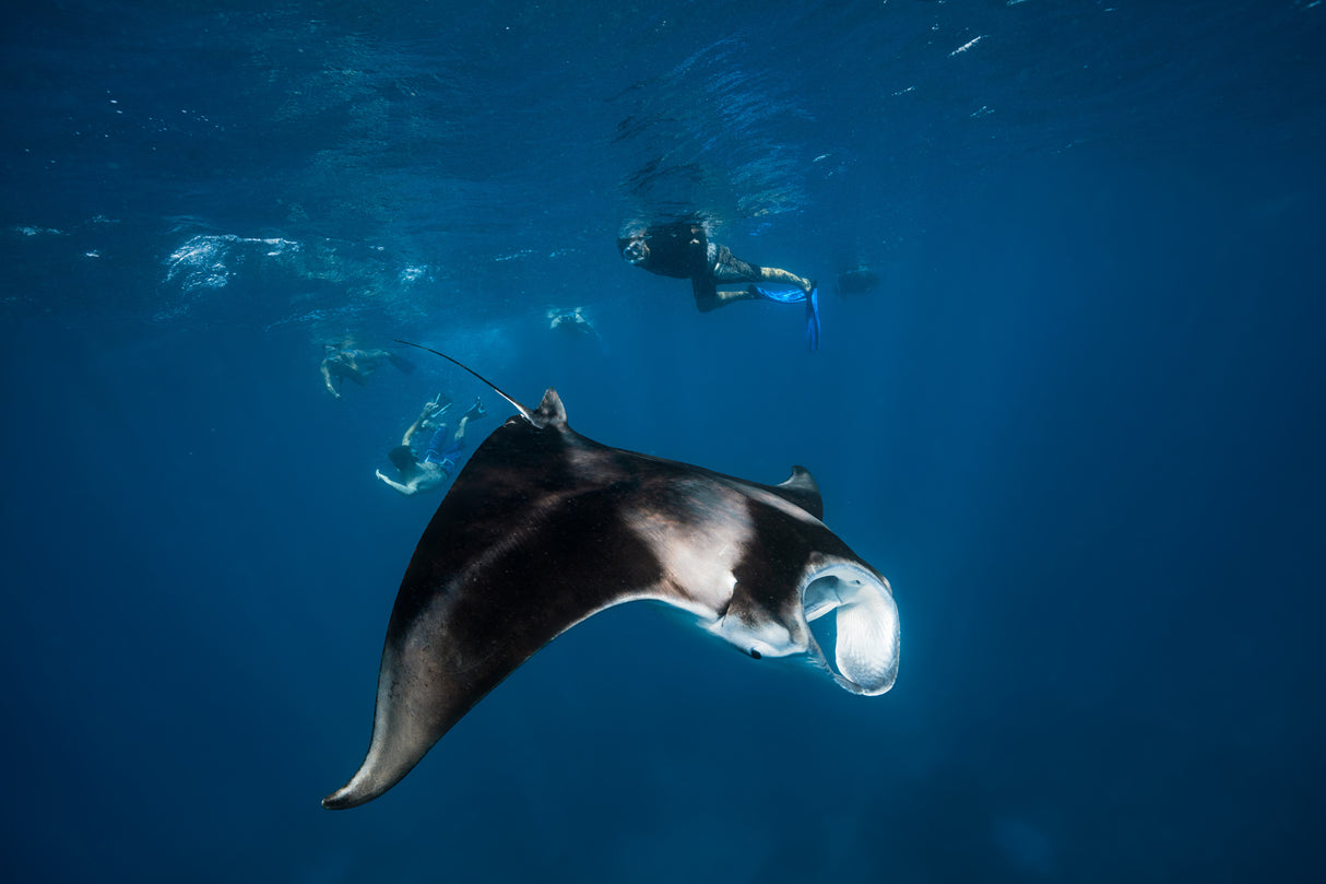 Manta ray! Poster och Canvastavla