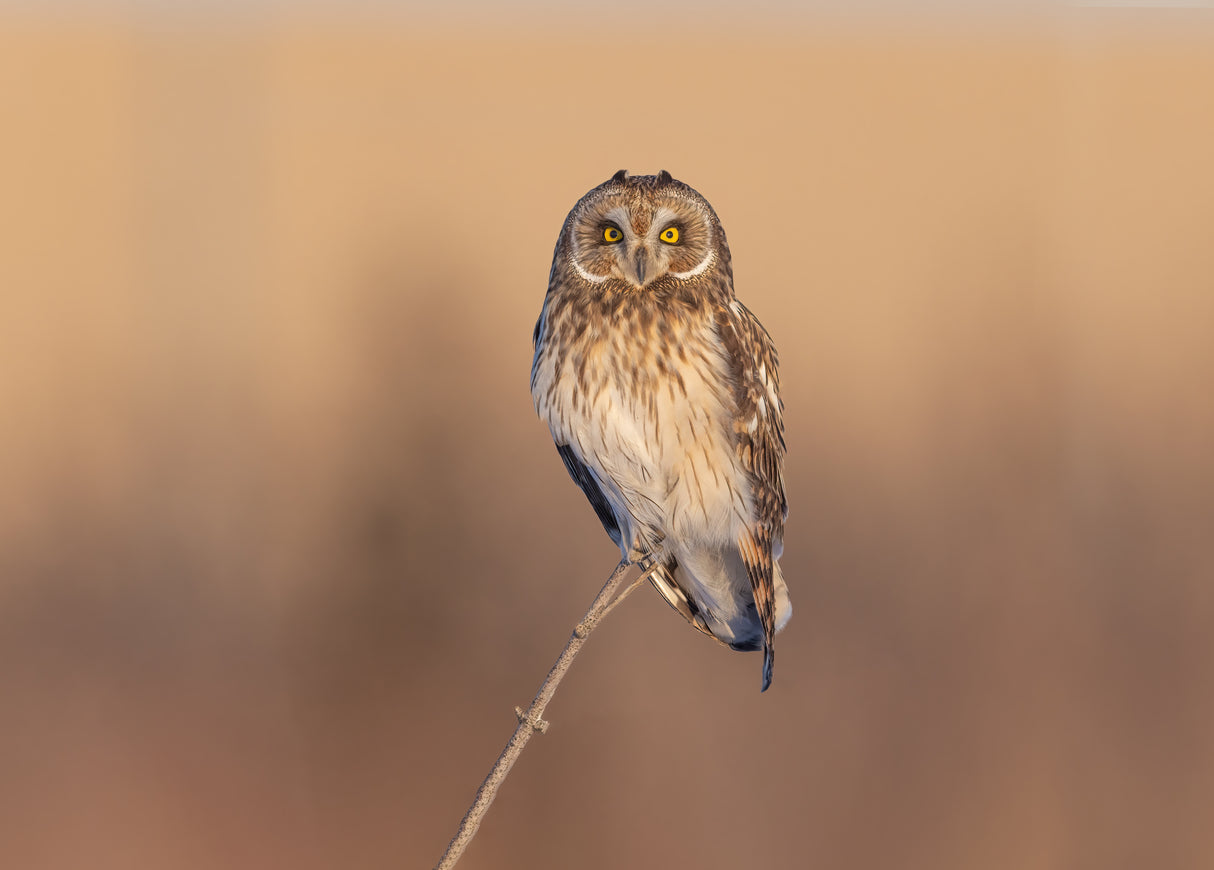 Short-eared owl Poster och Canvastavla