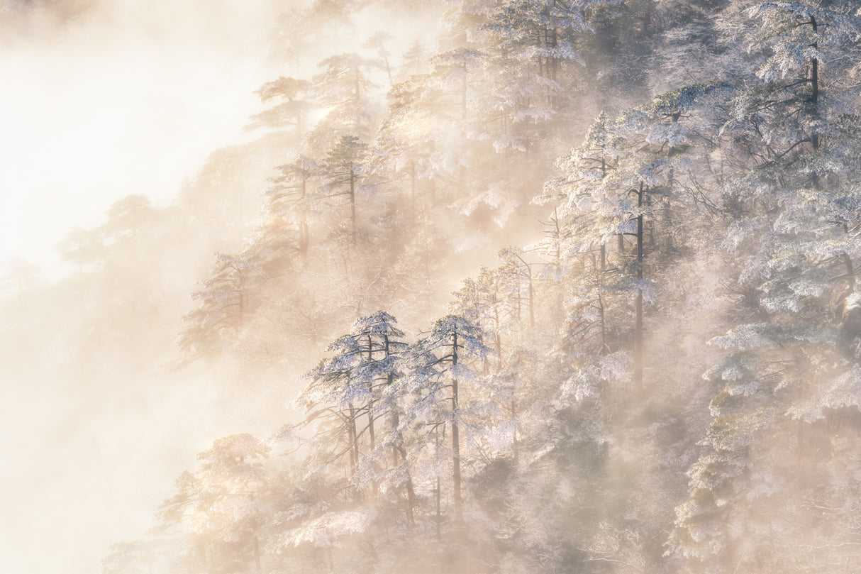 Pinus taiwanensis in the clouds. Poster och Canvastavla