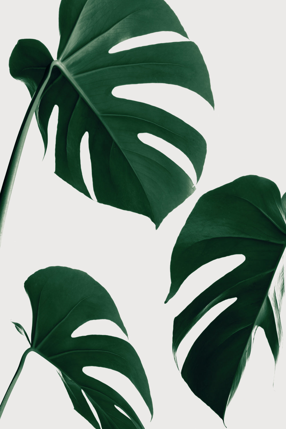 Monstera Nautral 39 Poster och Canvastavla