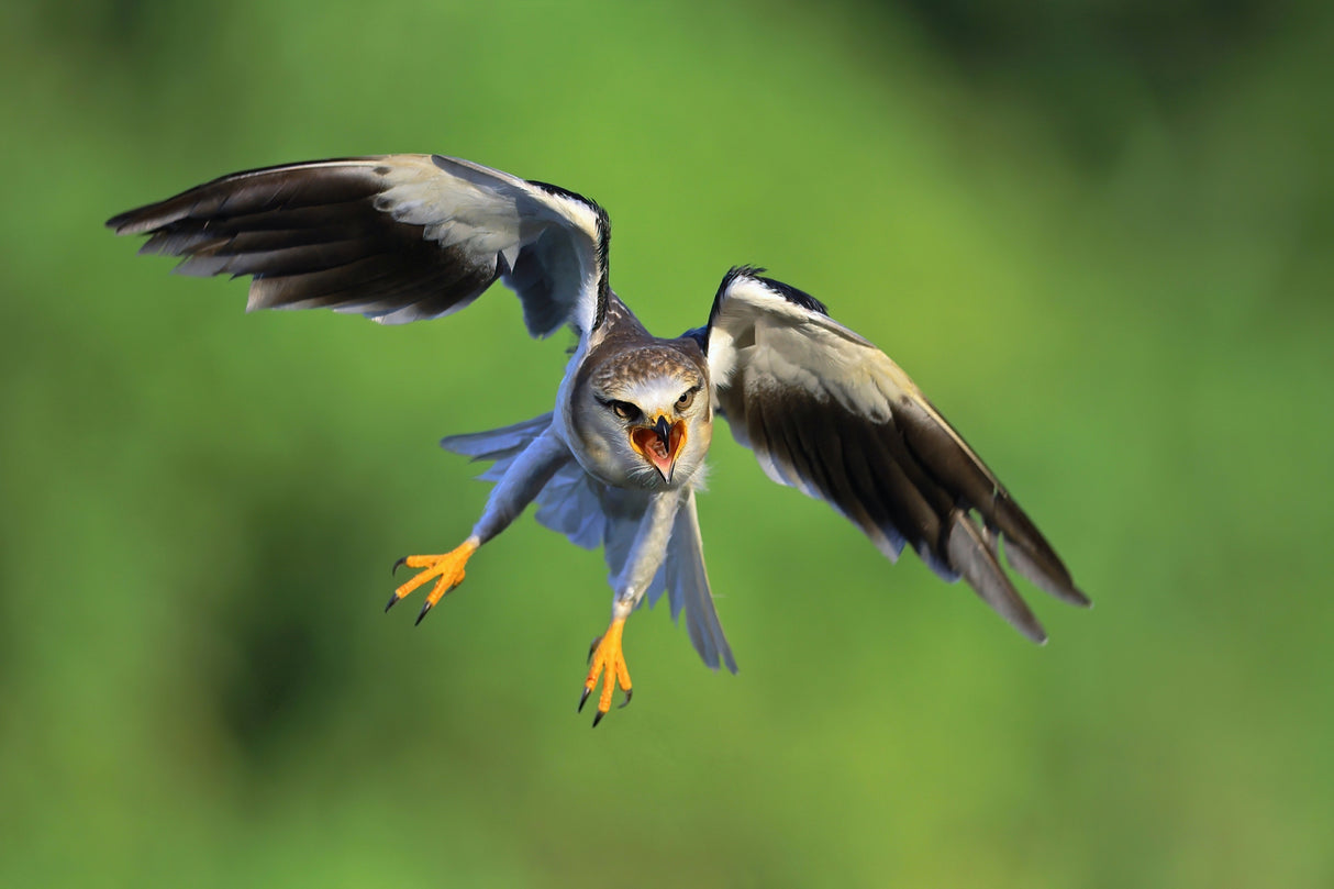 Black-winged Kite Poster och Canvastavla