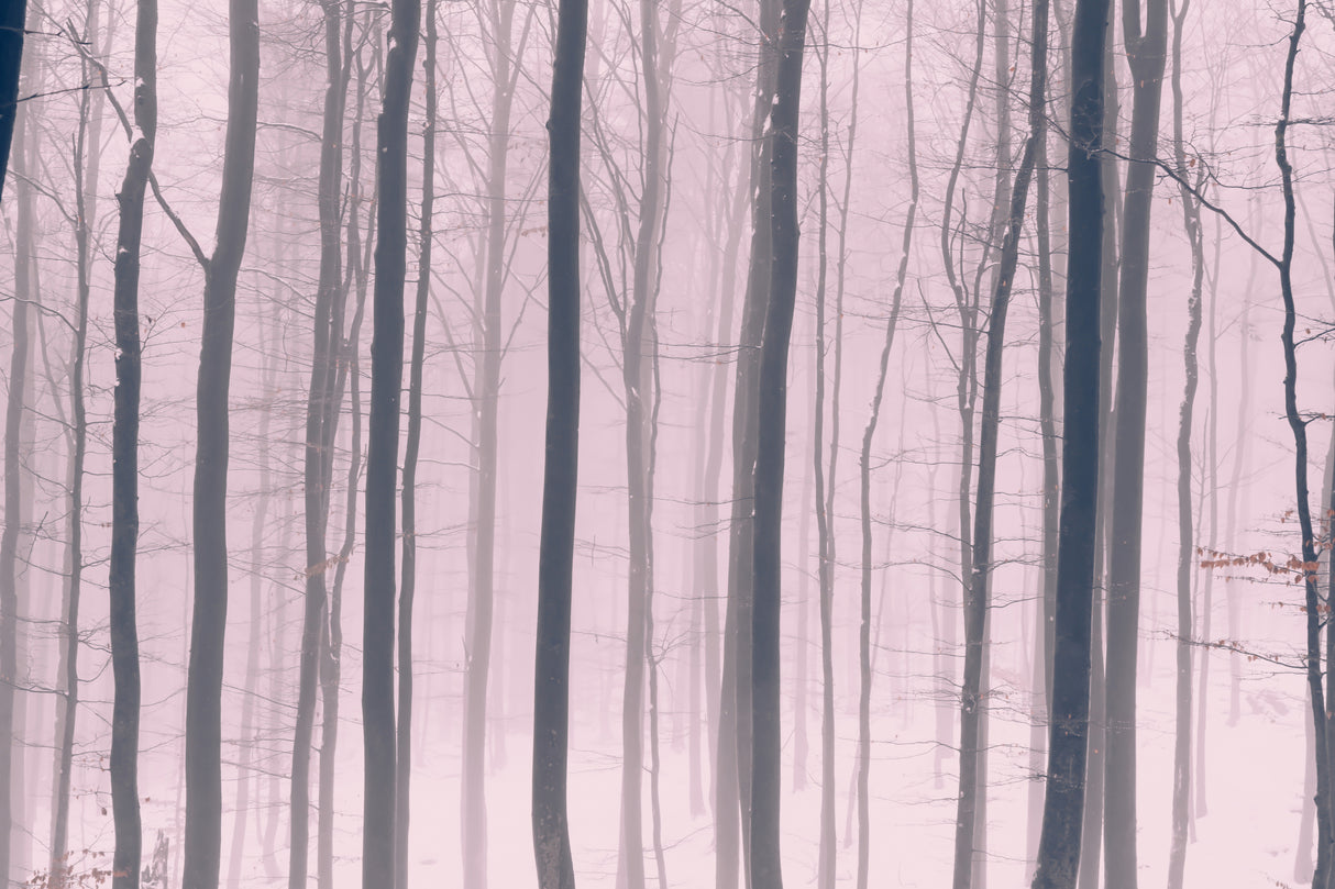 Trees In Forest 15 Poster och Canvastavla