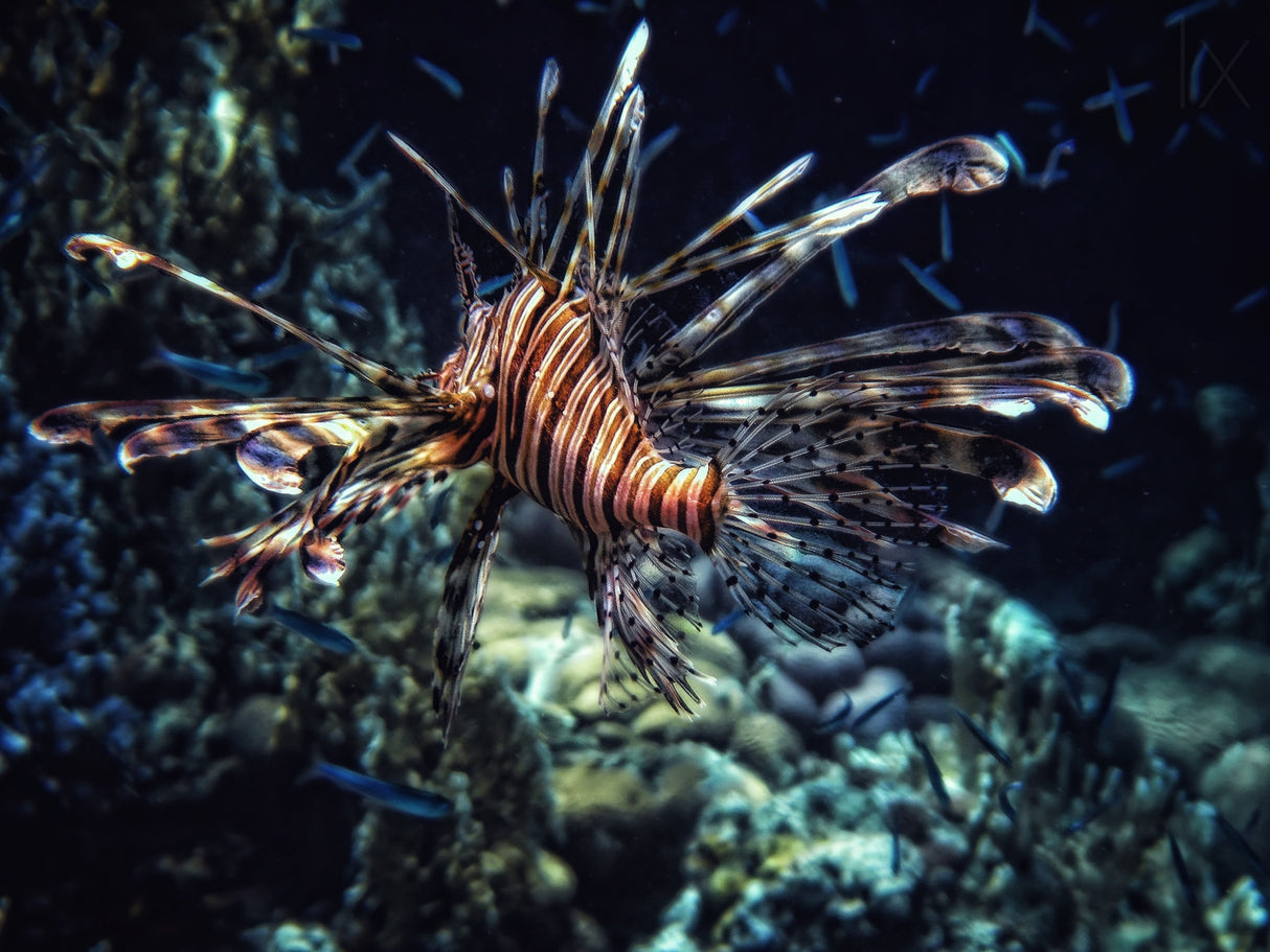 Red sea flower Poster och Canvastavla