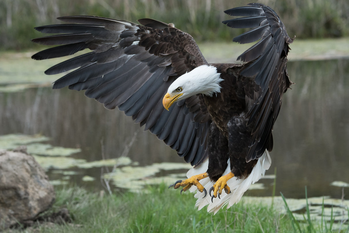 Bald Eagle Poster och Canvastavla