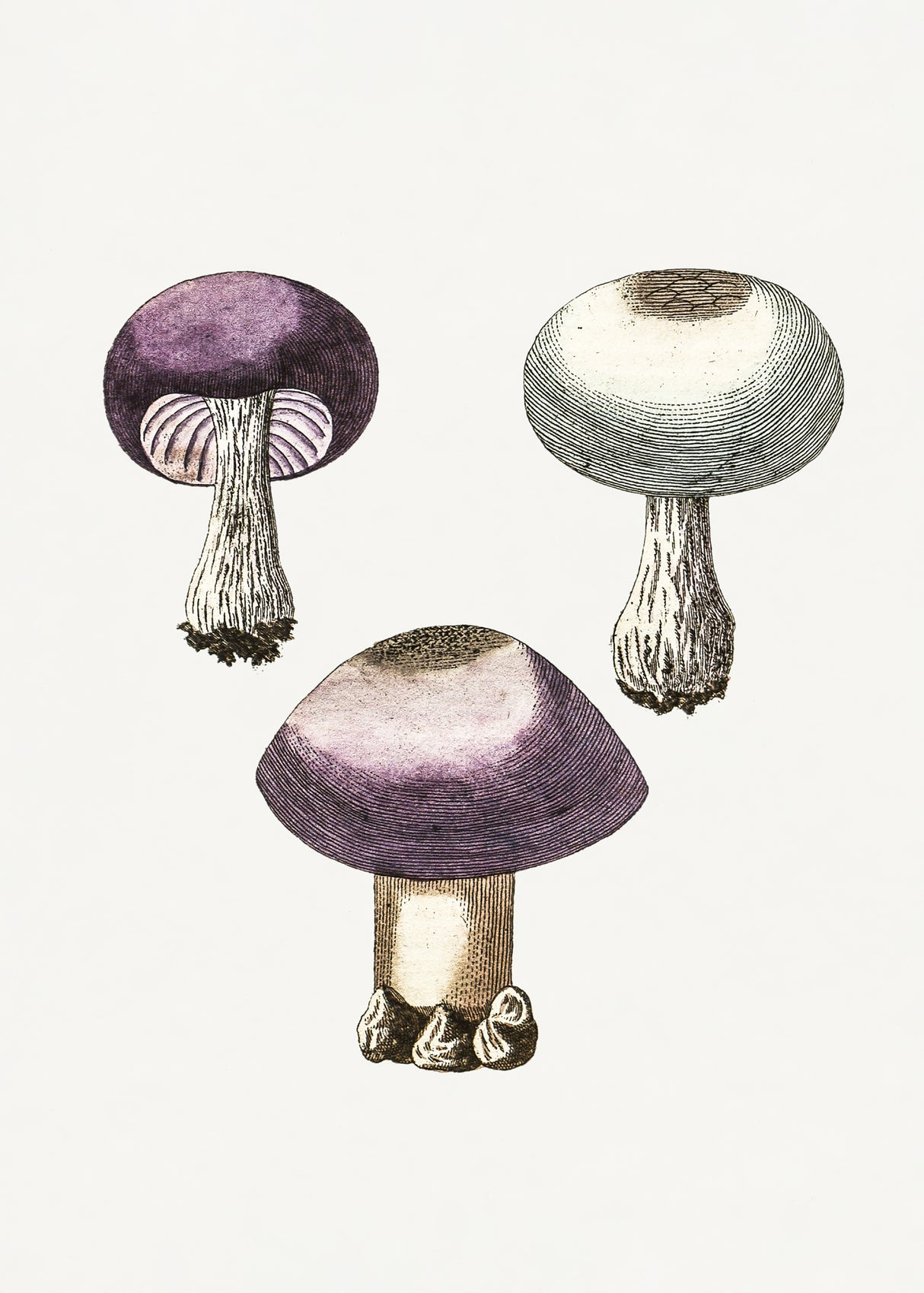 Hand Darwn Violet Webcap Mushroom Poster och Canvastavla