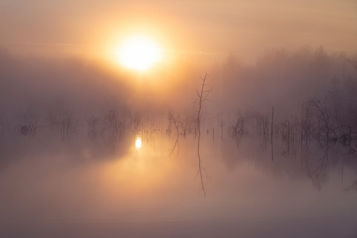 Marshland Sunrise Poster och Canvastavla