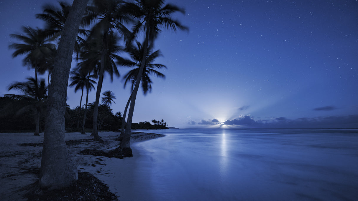 Tropical Moonrise Poster och Canvastavla