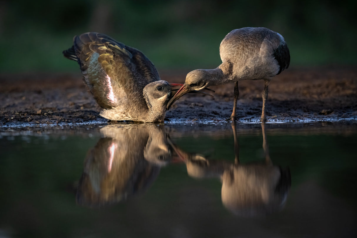 Courtship Poster och Canvastavla